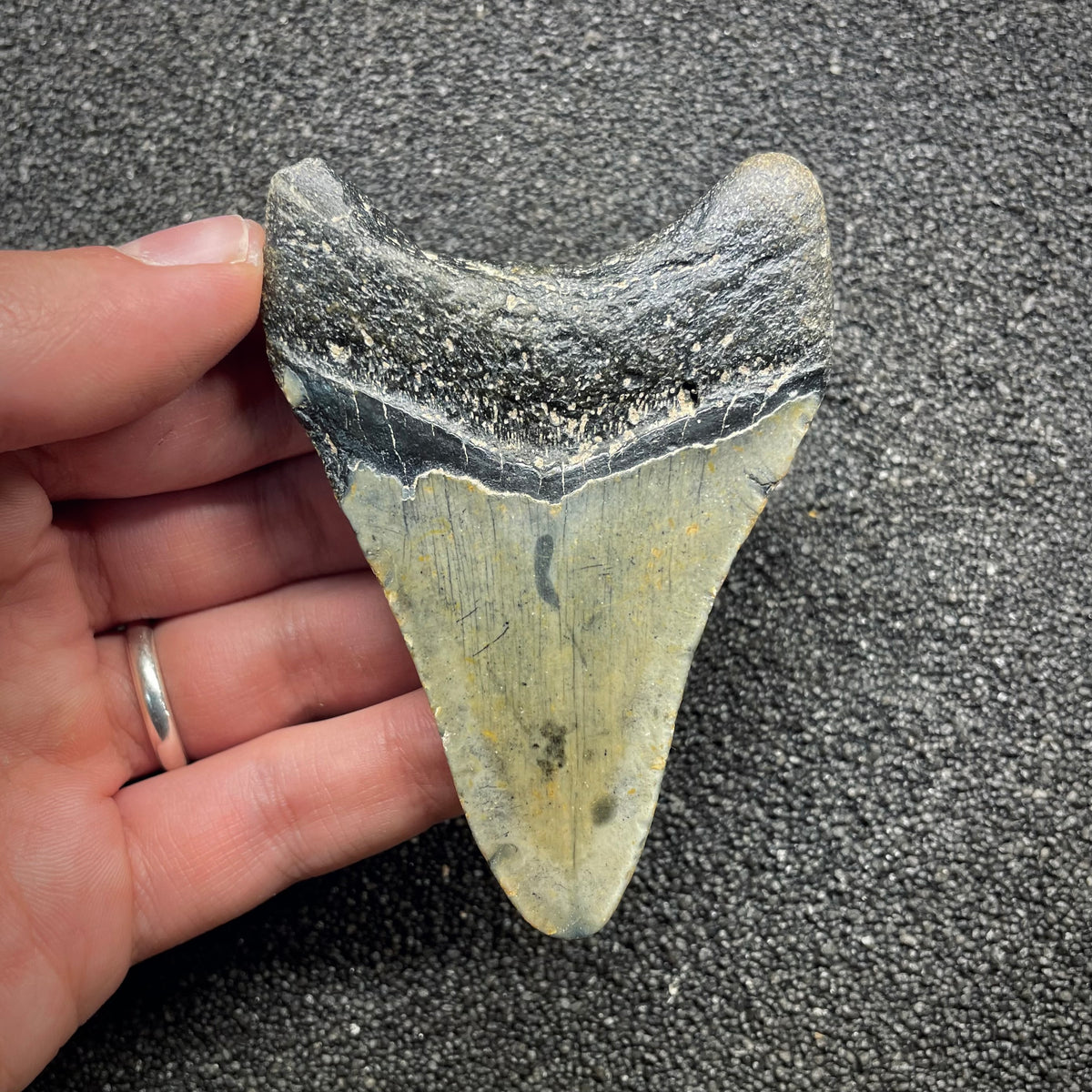 F3128 | Squalo | Otodus megalodon