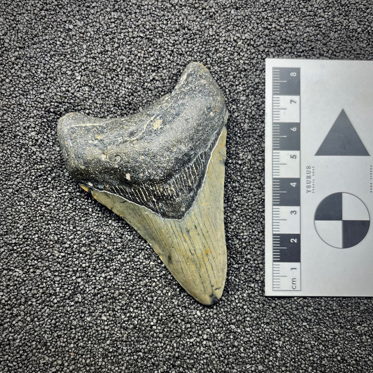 F3128 | Squalo | Otodus megalodon