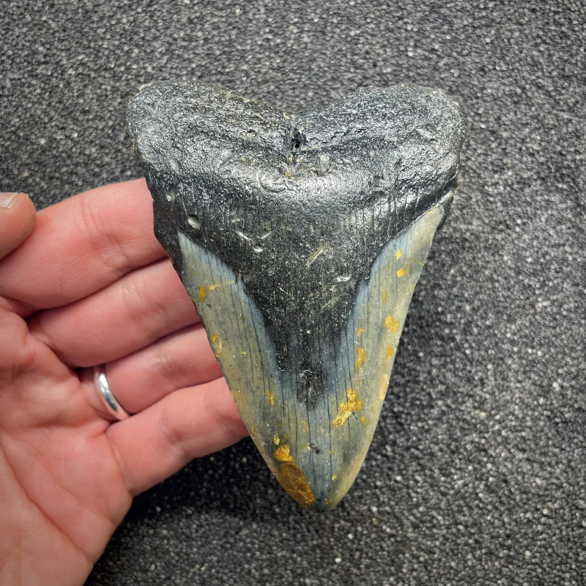 F3129 | Squalo | Otodus megalodon