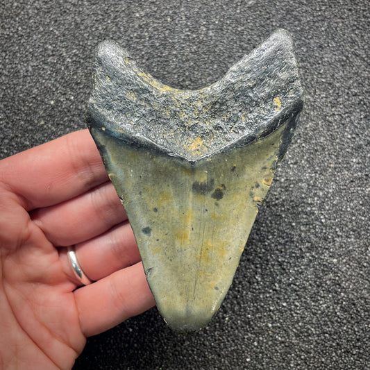 F3130 | Squalo | Otodus megalodon