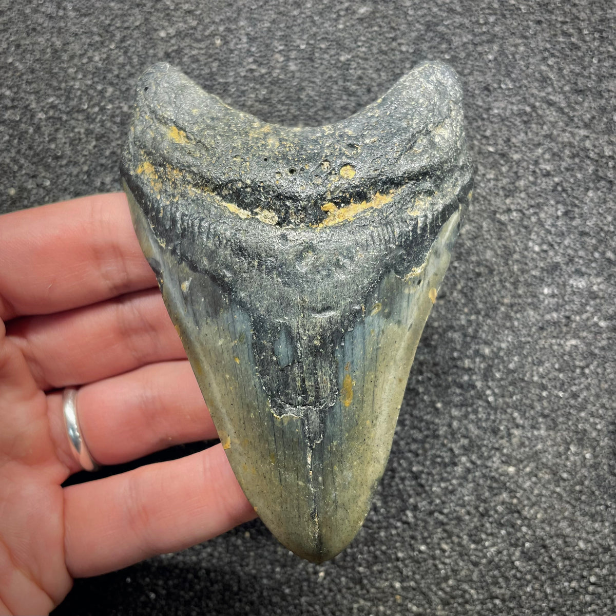 F3130 | Squalo | Otodus megalodon