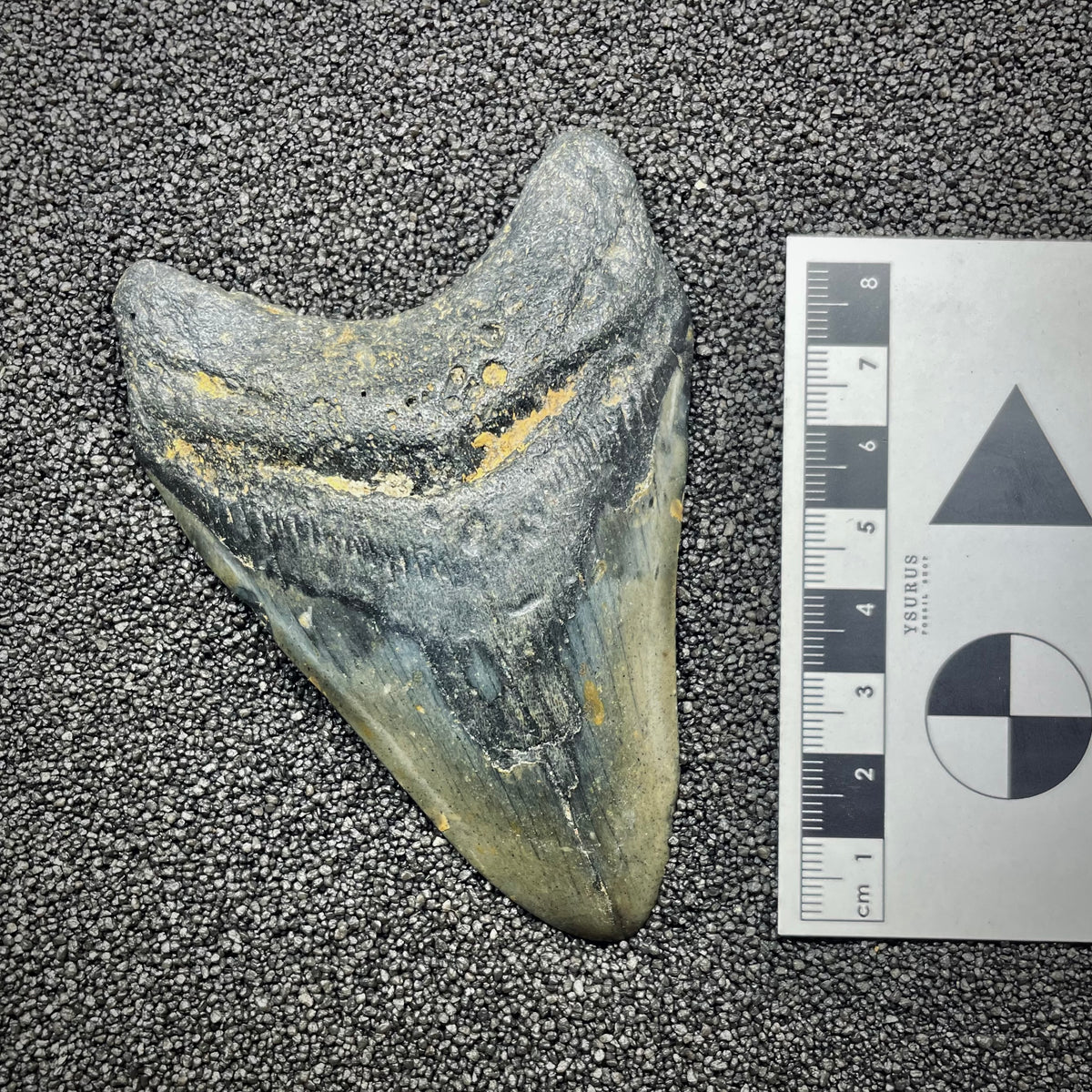 F3130 | Squalo | Otodus megalodon