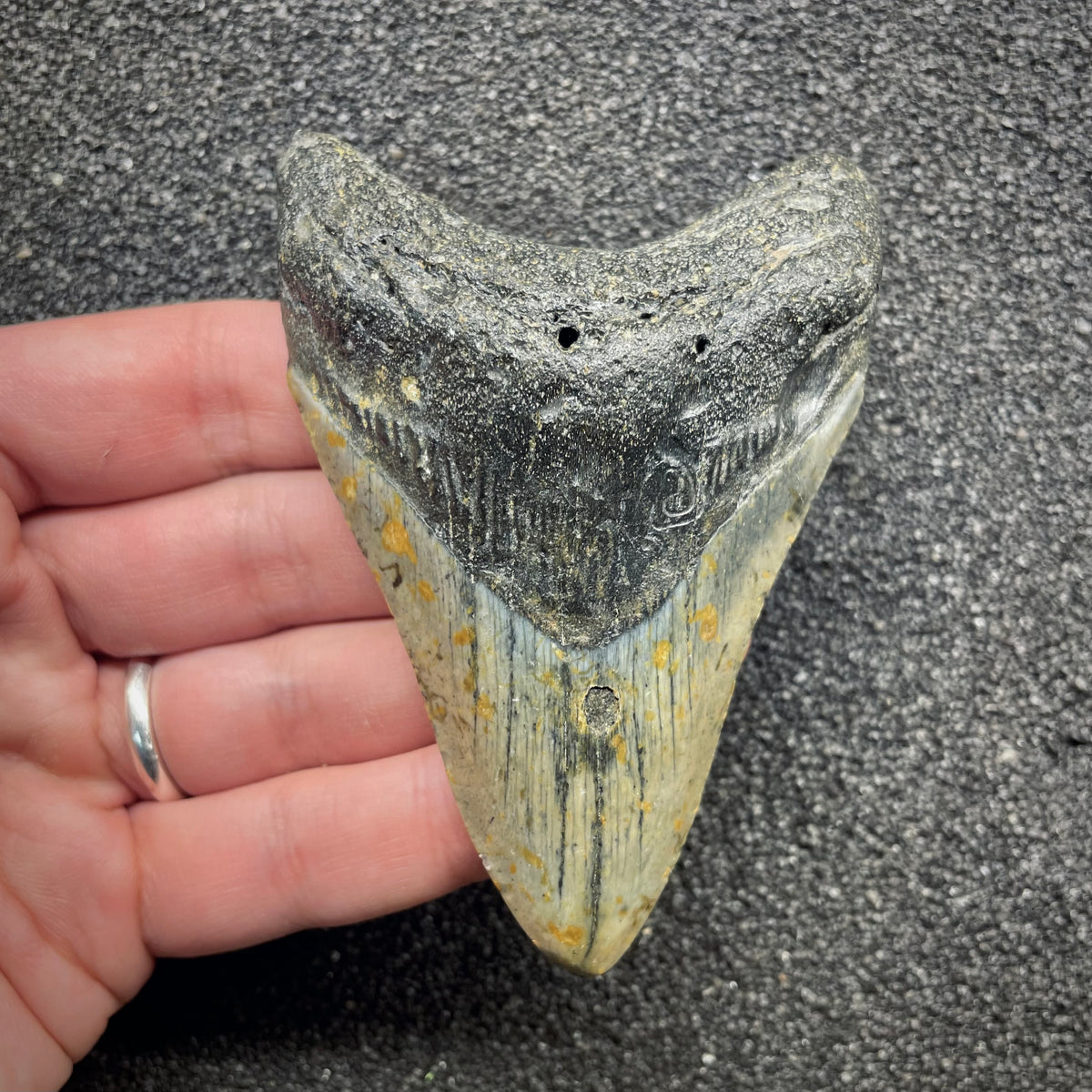 F3131 | Squalo | Otodus megalodon
