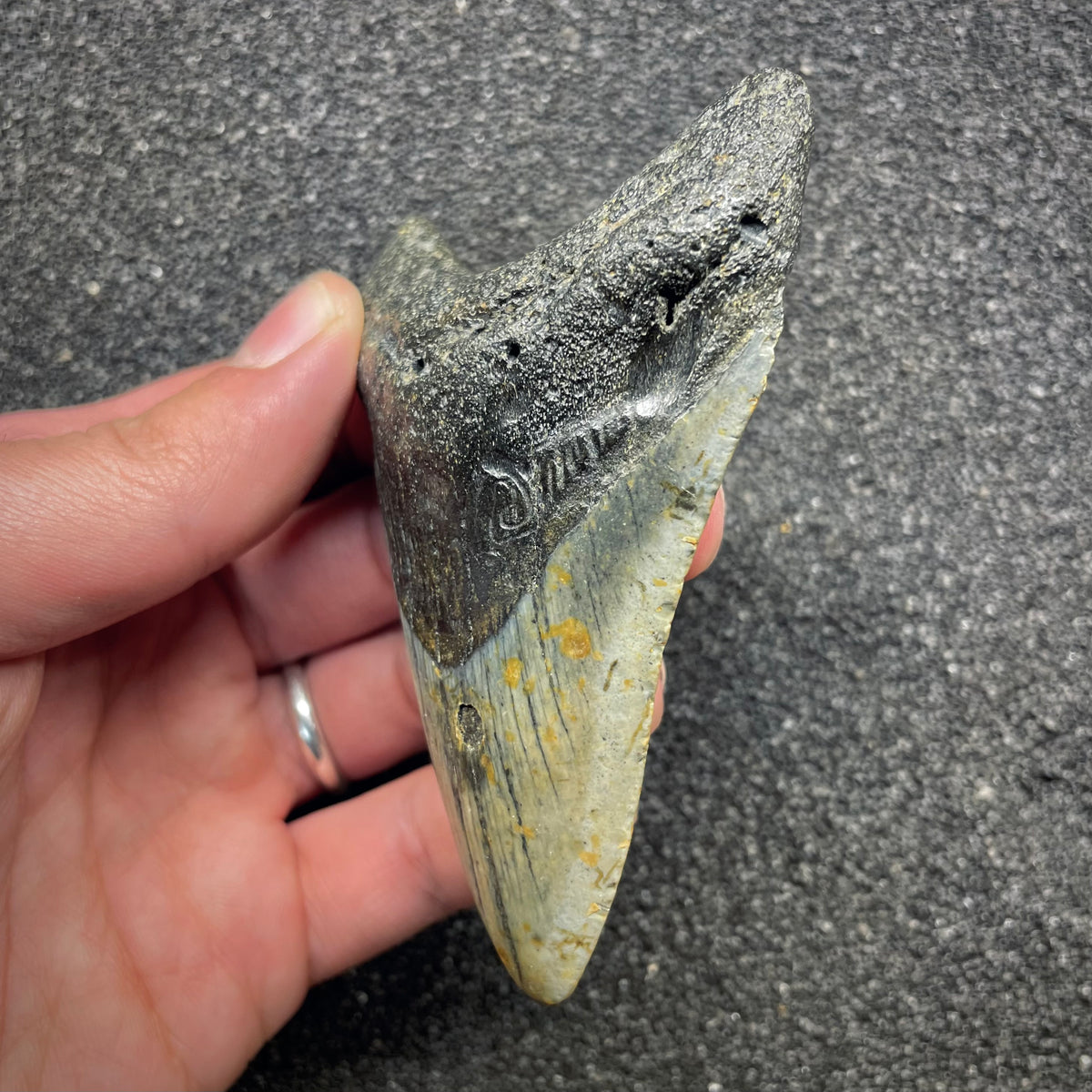 F3131 | Squalo | Otodus megalodon