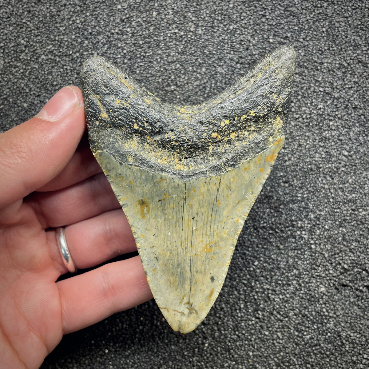 F3131 | Squalo | Otodus megalodon