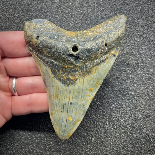 F3133 | Squalo | Otodus megalodon