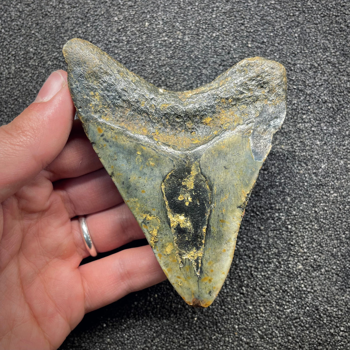 F3133 | Squalo | Otodus megalodon