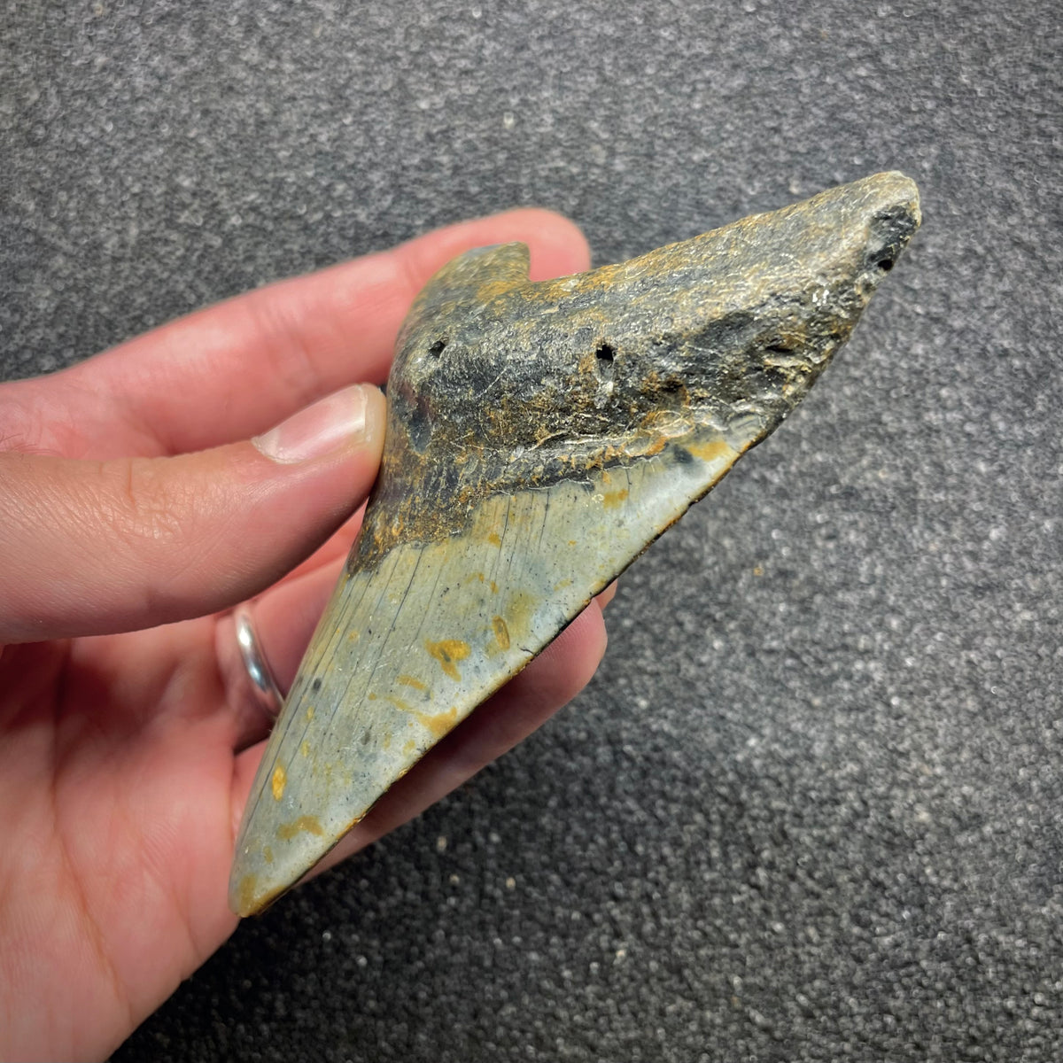 F3133 | Squalo | Otodus megalodon