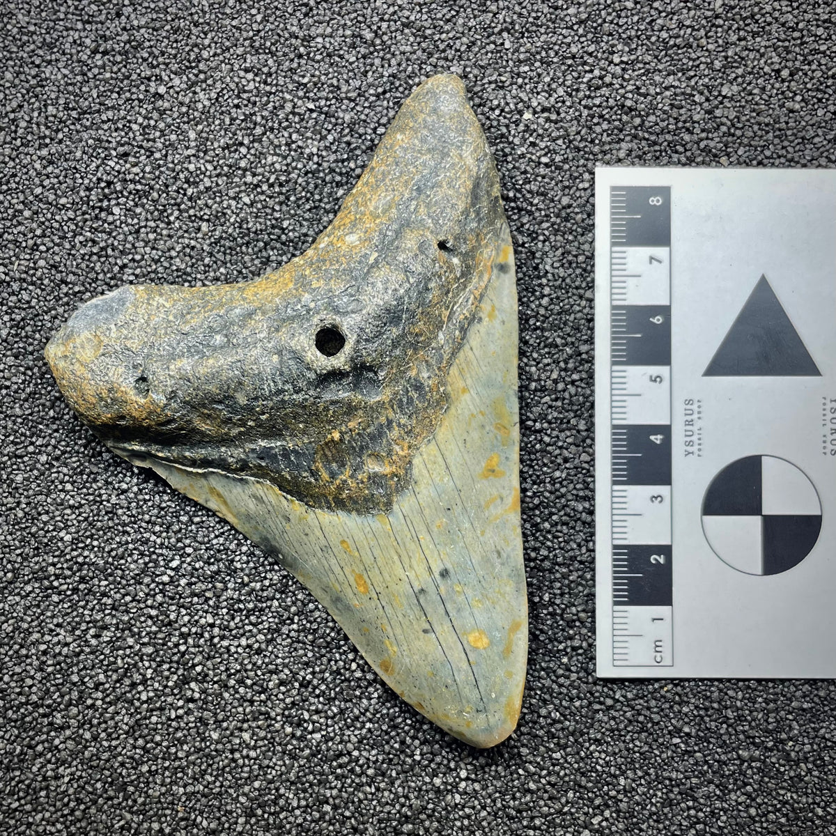 F3133 | Squalo | Otodus megalodon