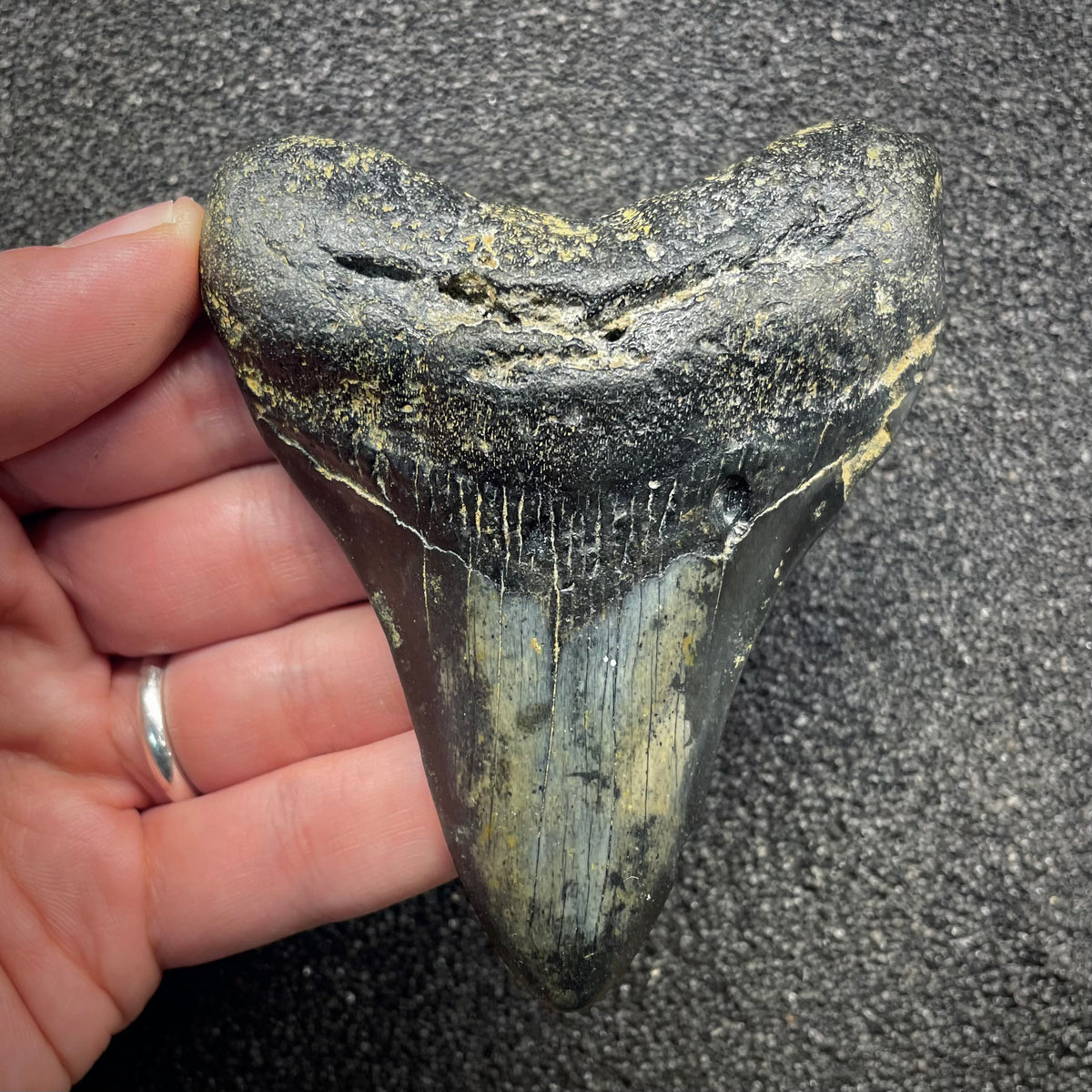 F3132 | Squalo | Otodus megalodon