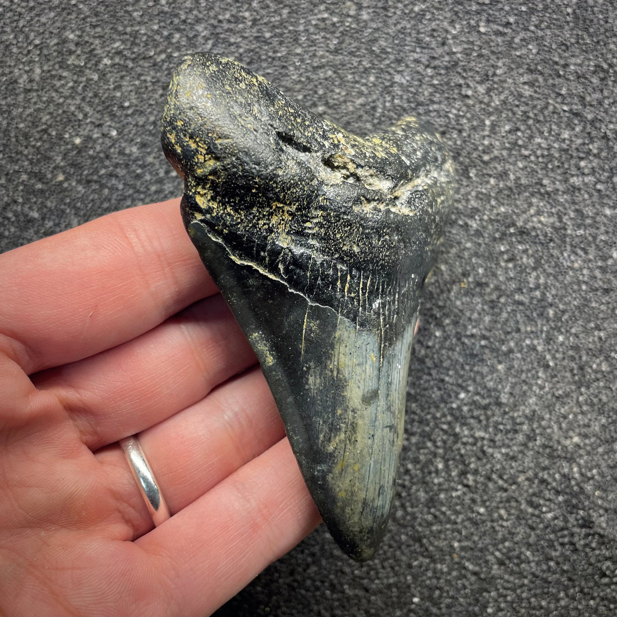 F3132 | Squalo | Otodus megalodon