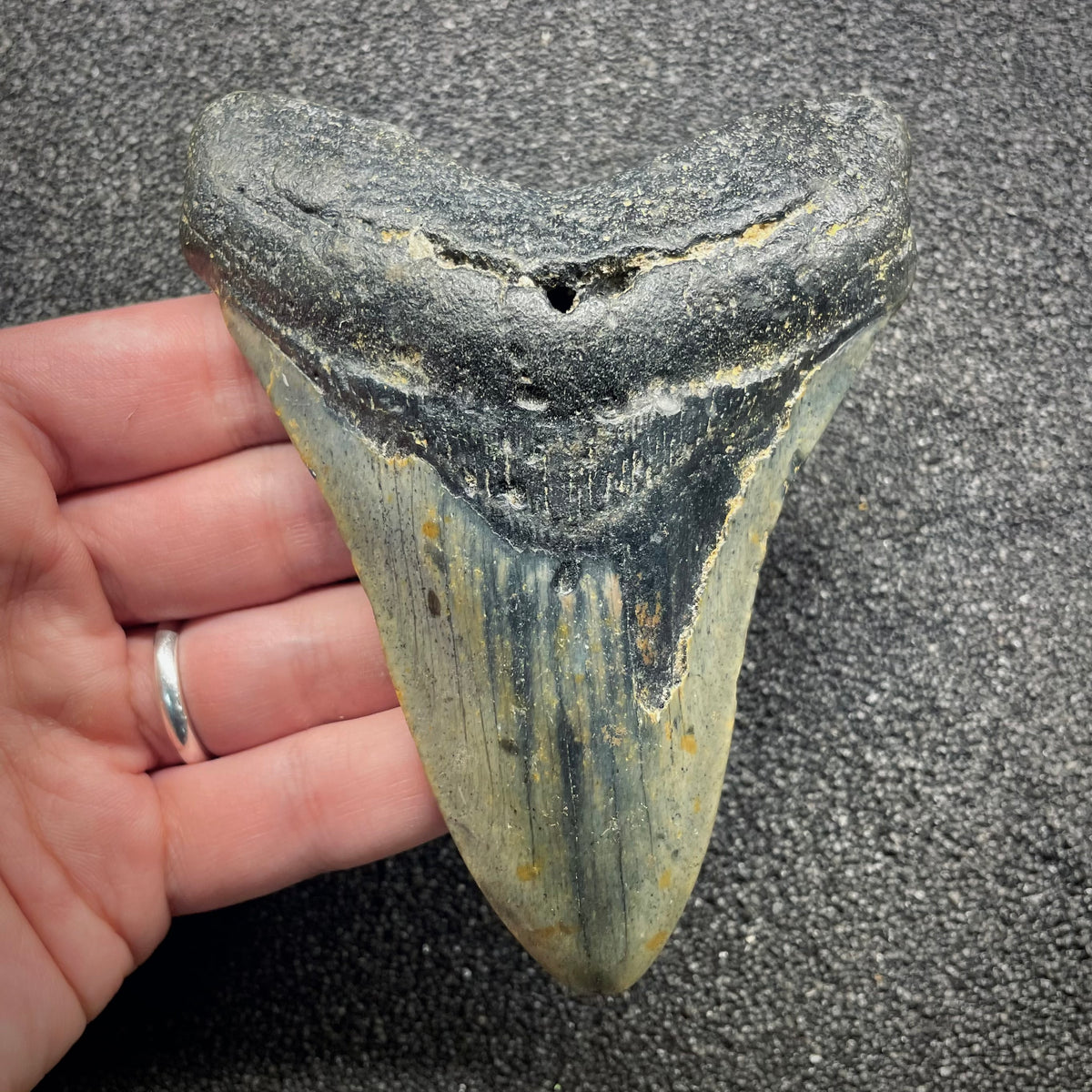 F3134 | Squalo | Otodus megalodon