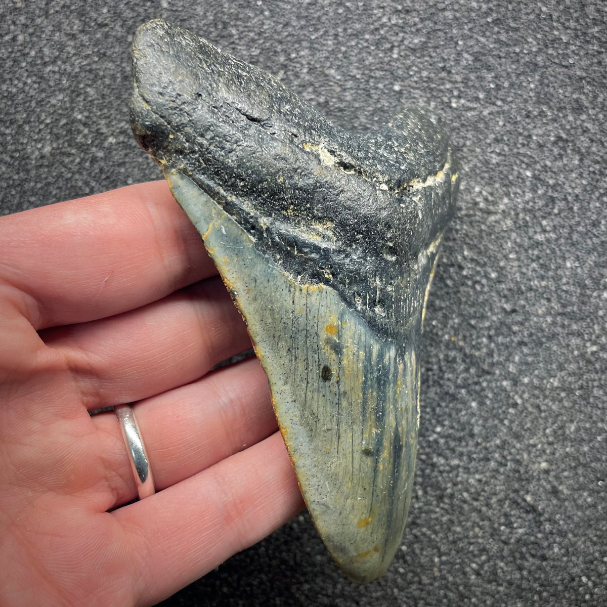 F3134 | Squalo | Otodus megalodon