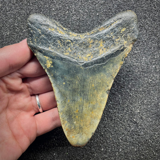 F3134 | Squalo | Otodus megalodon