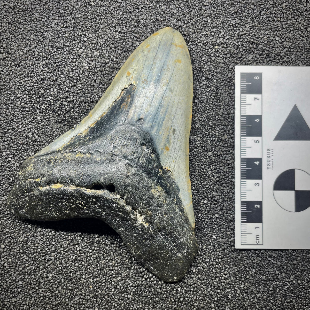 F3134 | Squalo | Otodus megalodon
