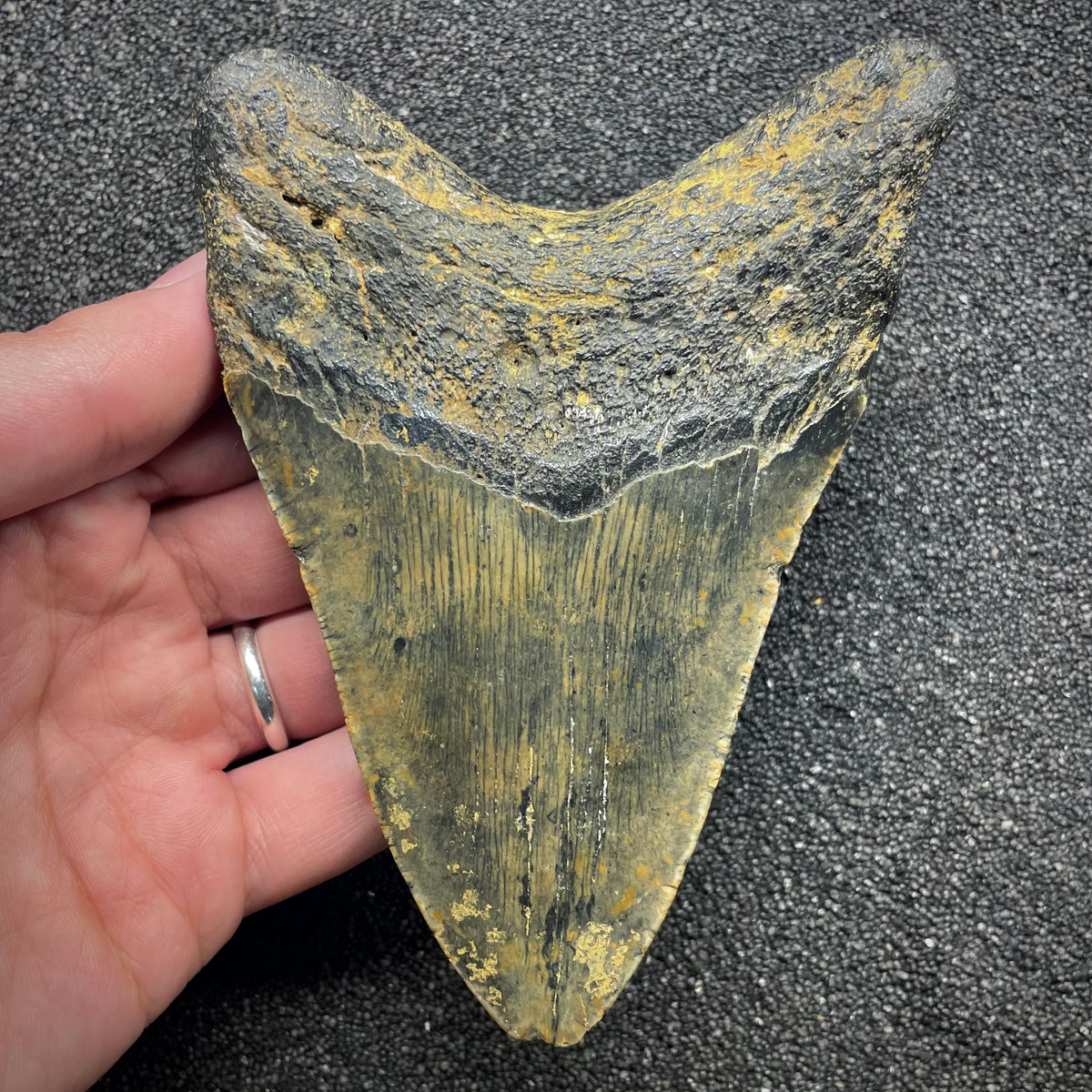 F3135 | Squalo | Otodus megalodon