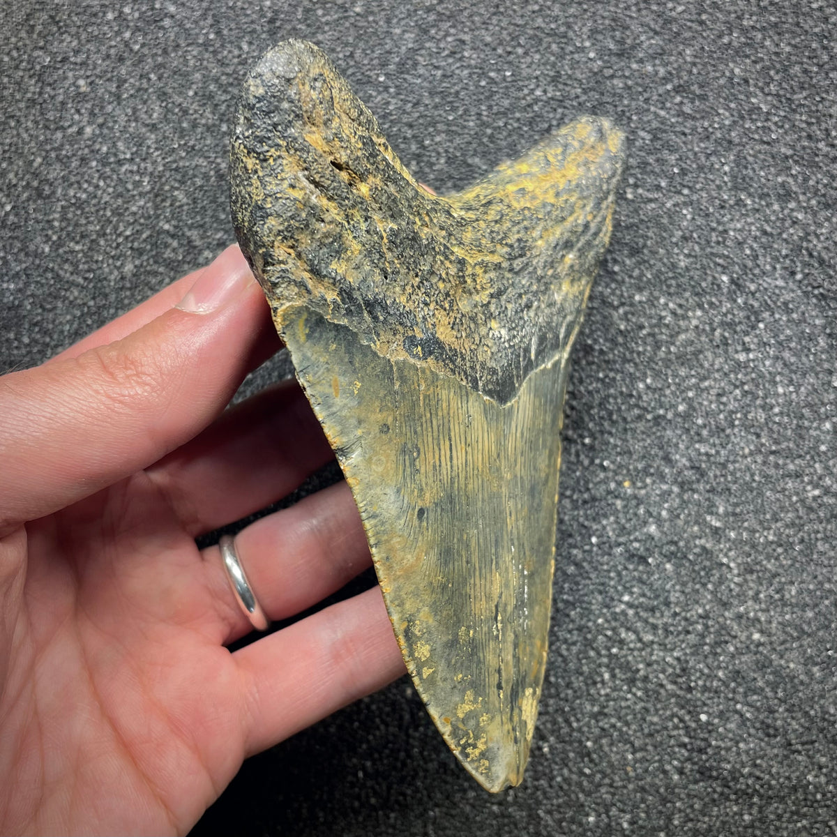 F3135 | Squalo | Otodus megalodon