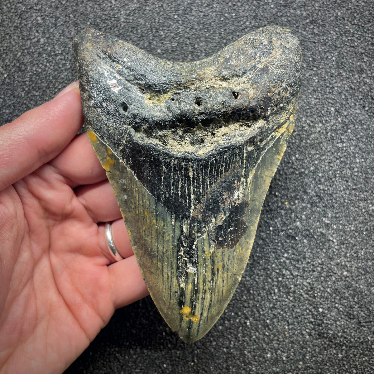 F3135 | Squalo | Otodus megalodon