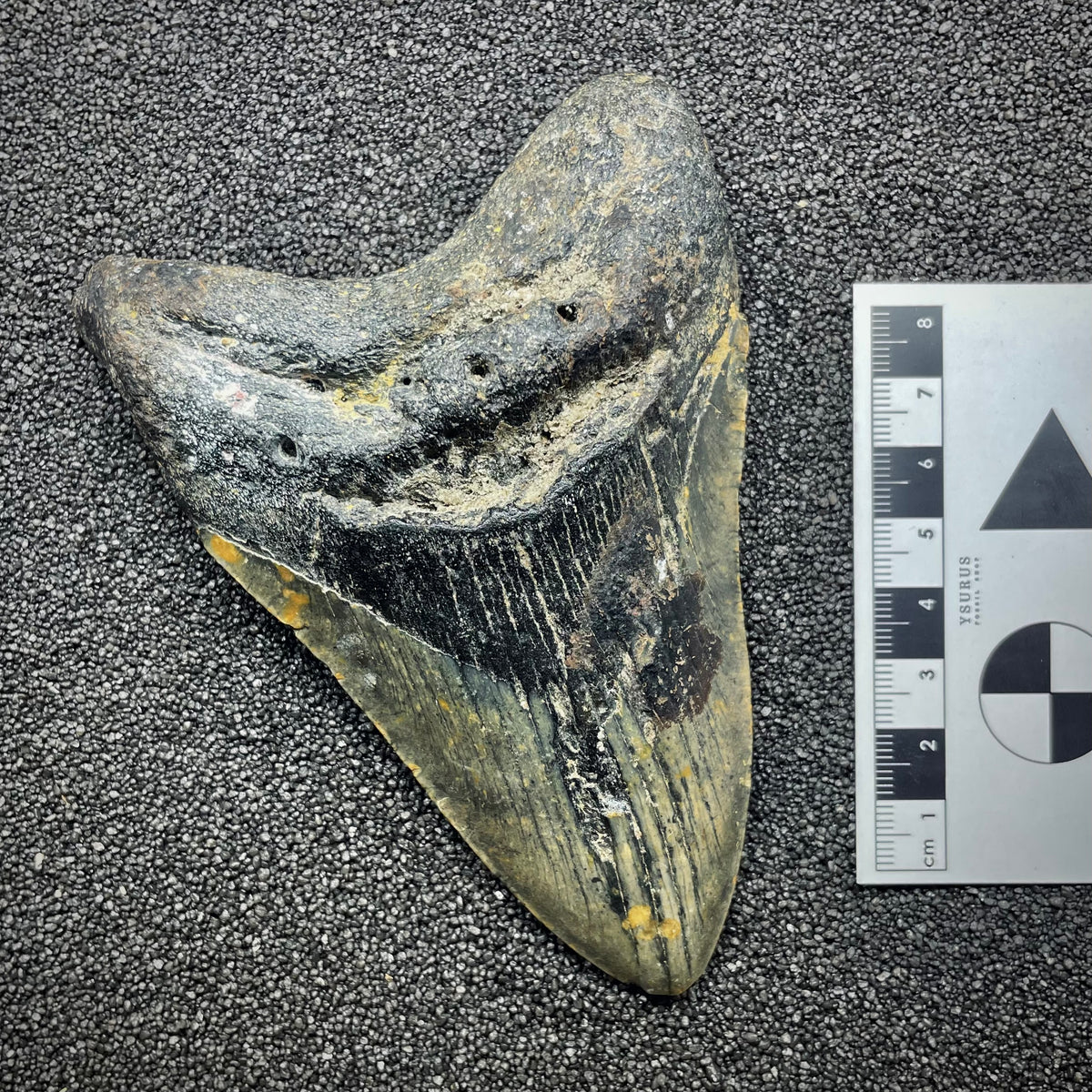 F3135 | Squalo | Otodus megalodon