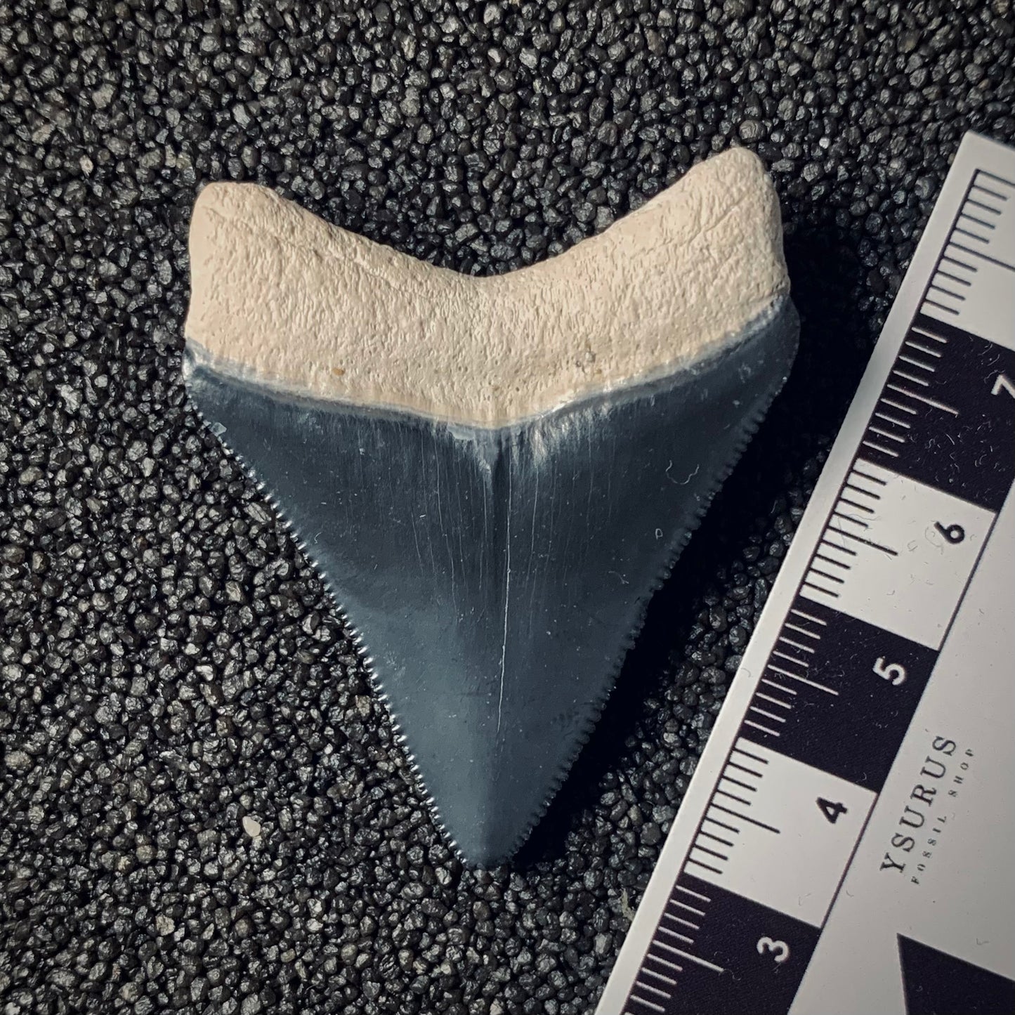 F329 | RARO | Squalo | Otodus megalodon