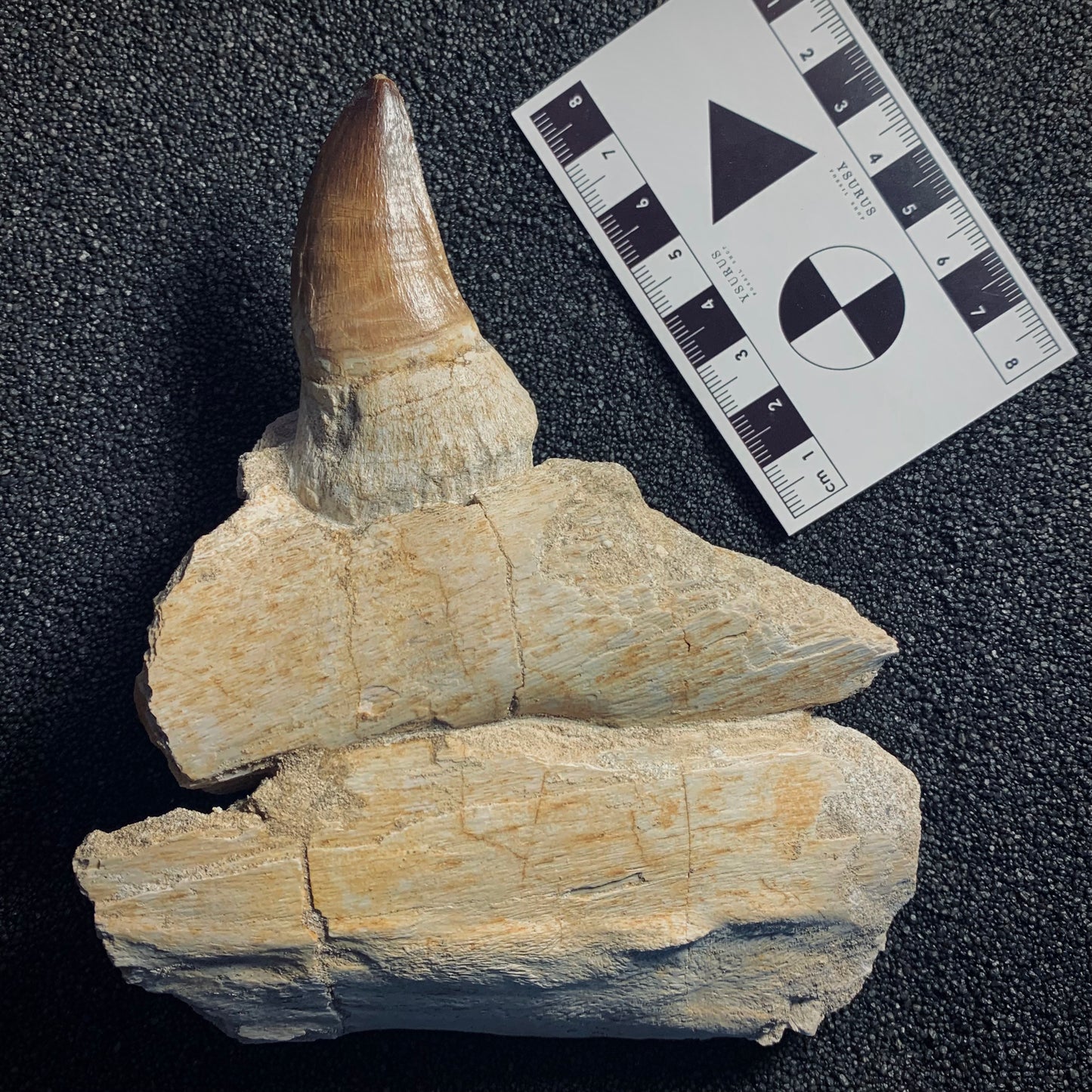 F258 | Mosasauro | Prognathodon sp.