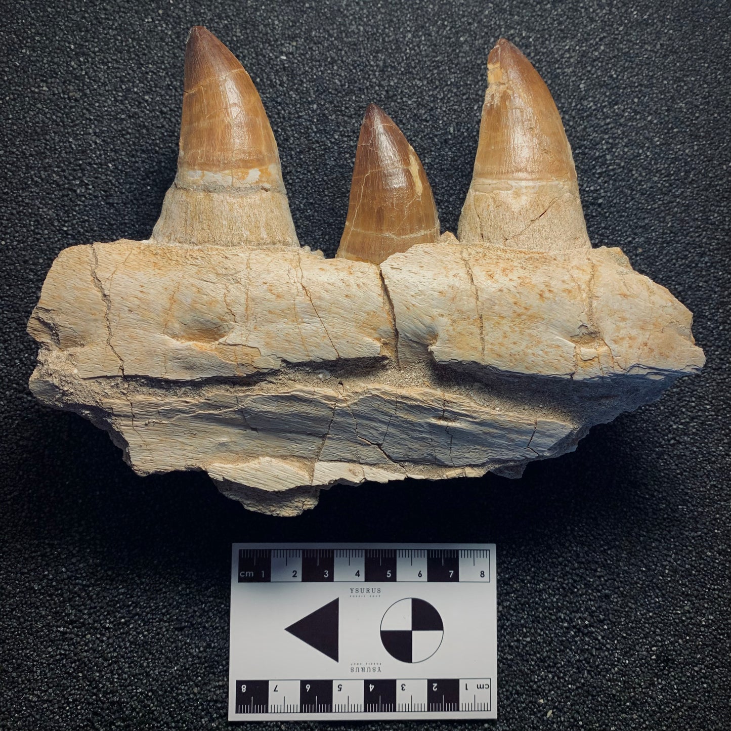 F257 | Mosasauro | Prognathodon sp.