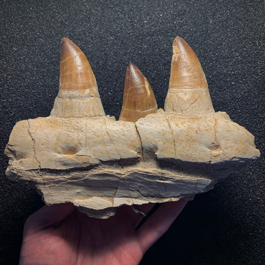 F257 | Mosasauro | Prognathodon sp.