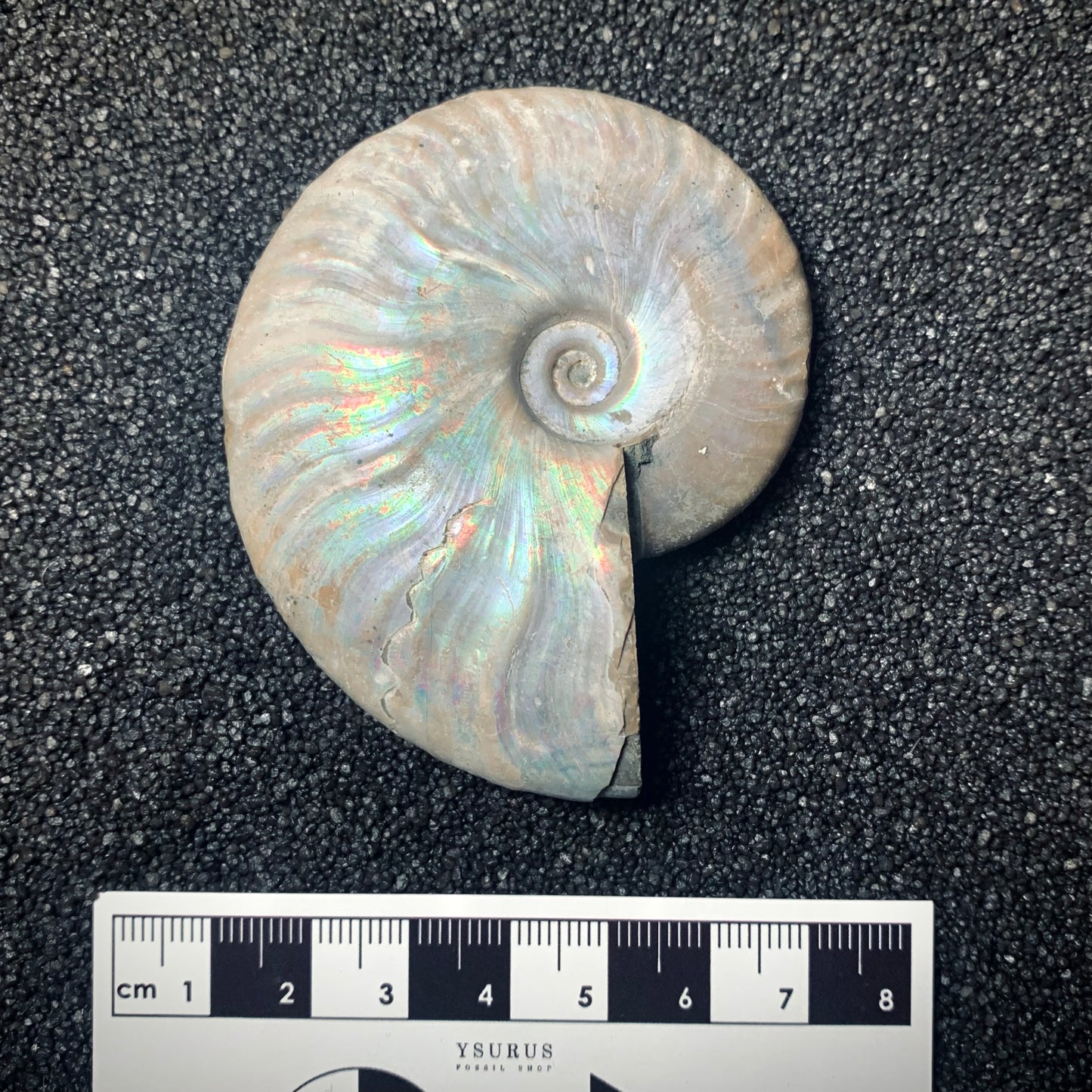 F250 | Ammonite | Cleoniceras sp.