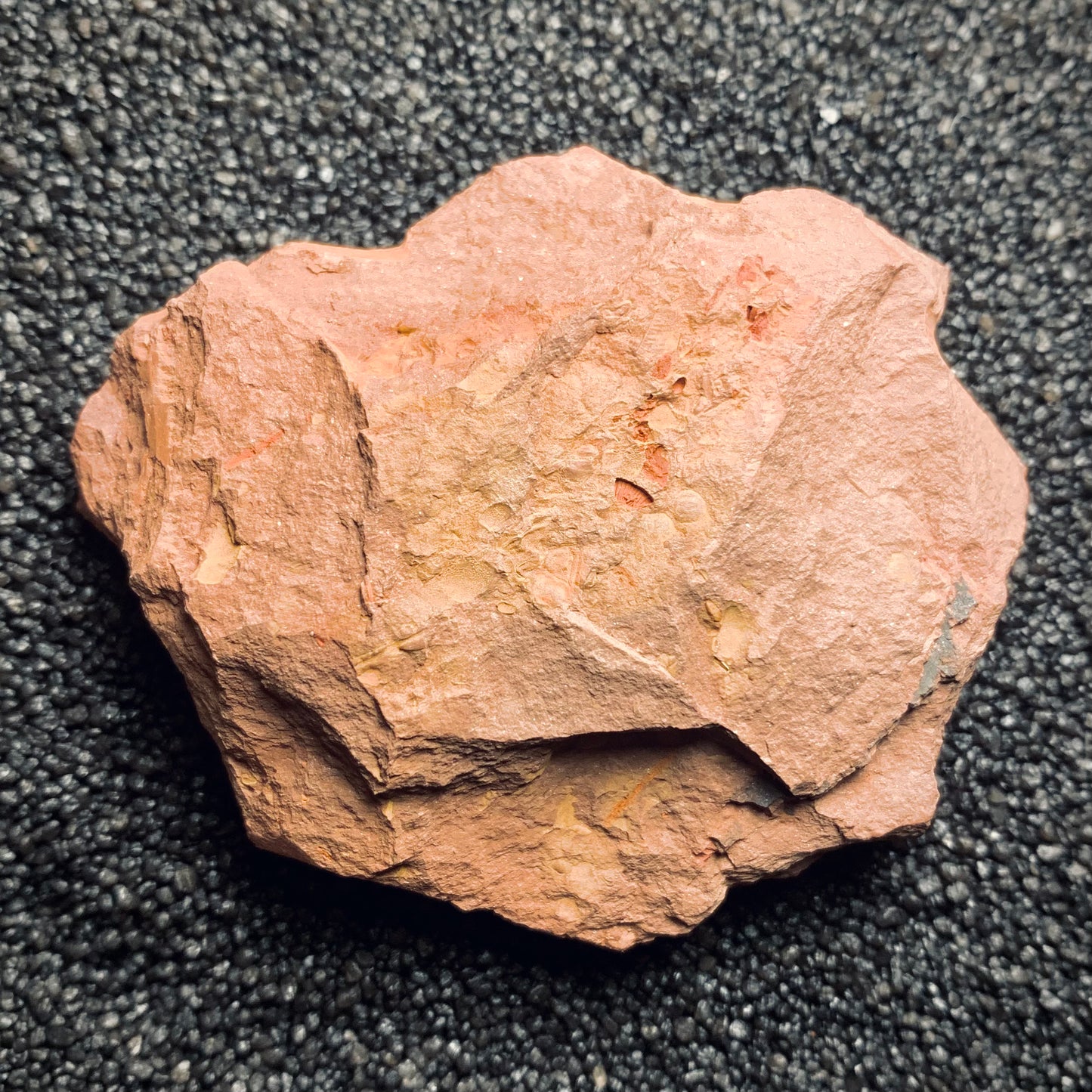 F253 | Trilobite | Pliomera sp.
