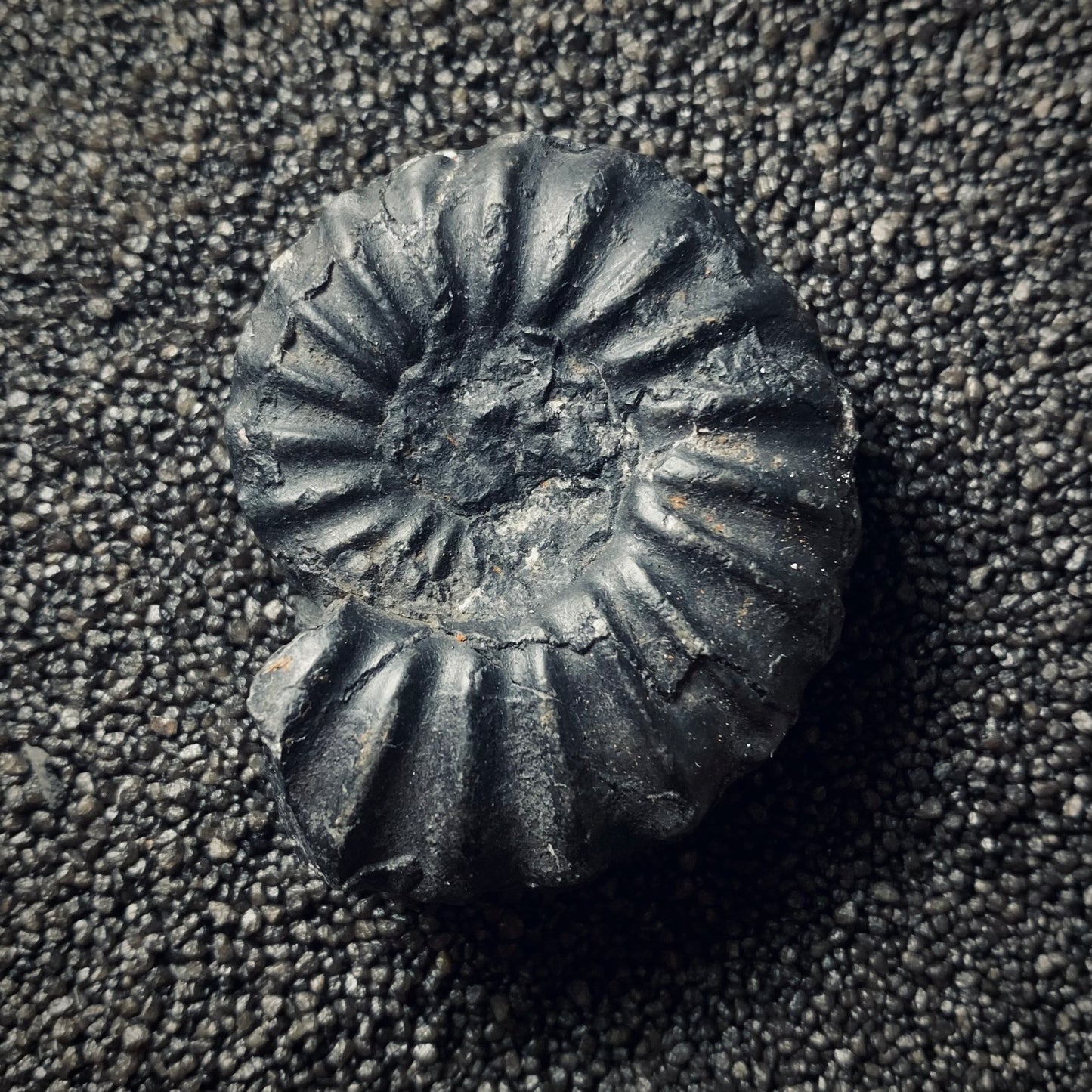 F215 | Ammonite | Brancoceras sp.