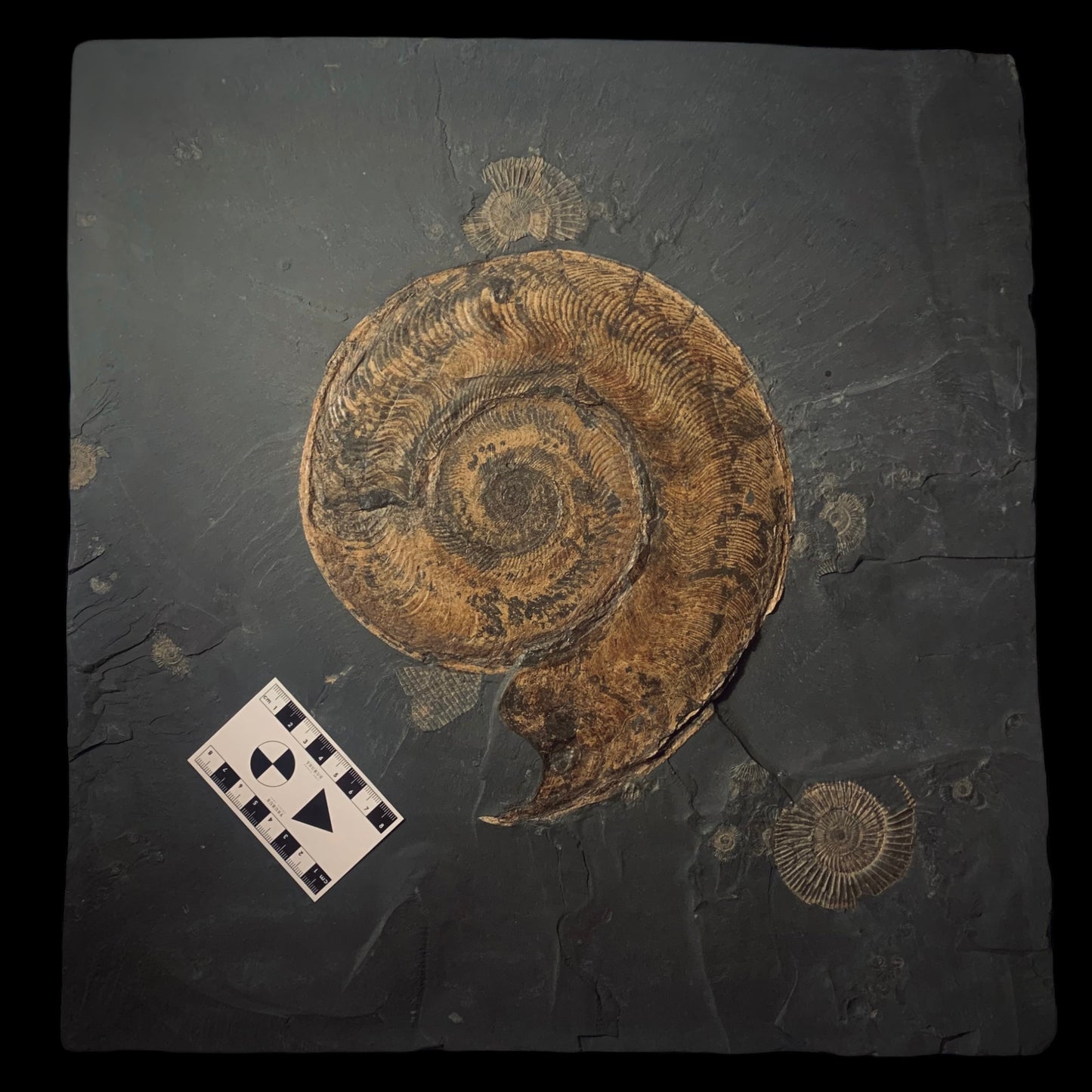 F313 | Ammonite | Harpoceras falcifer