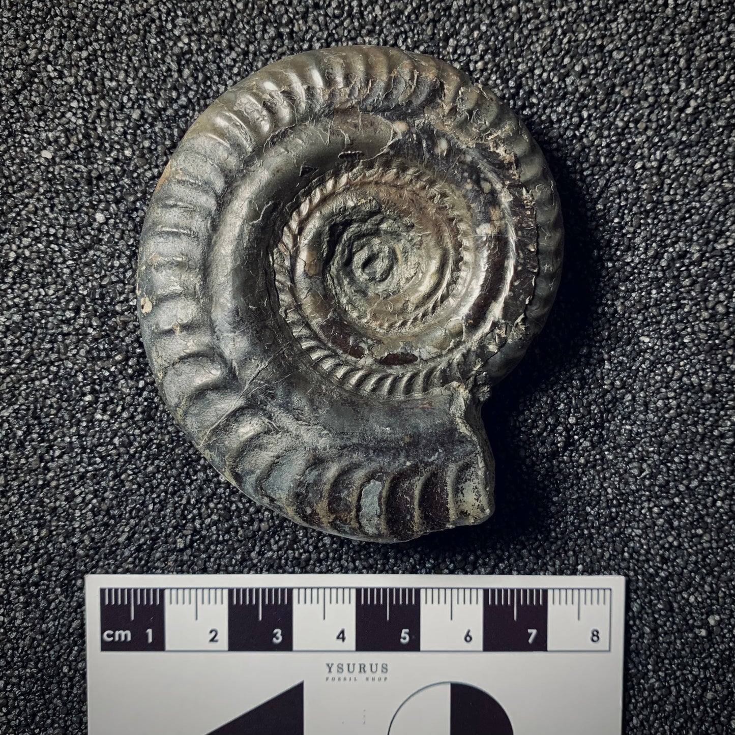F285 | Ammonite | Hildoceras sp.