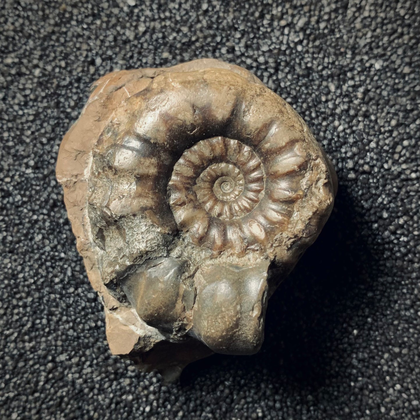 F287 | Ammonite | Androgynoceras sp.