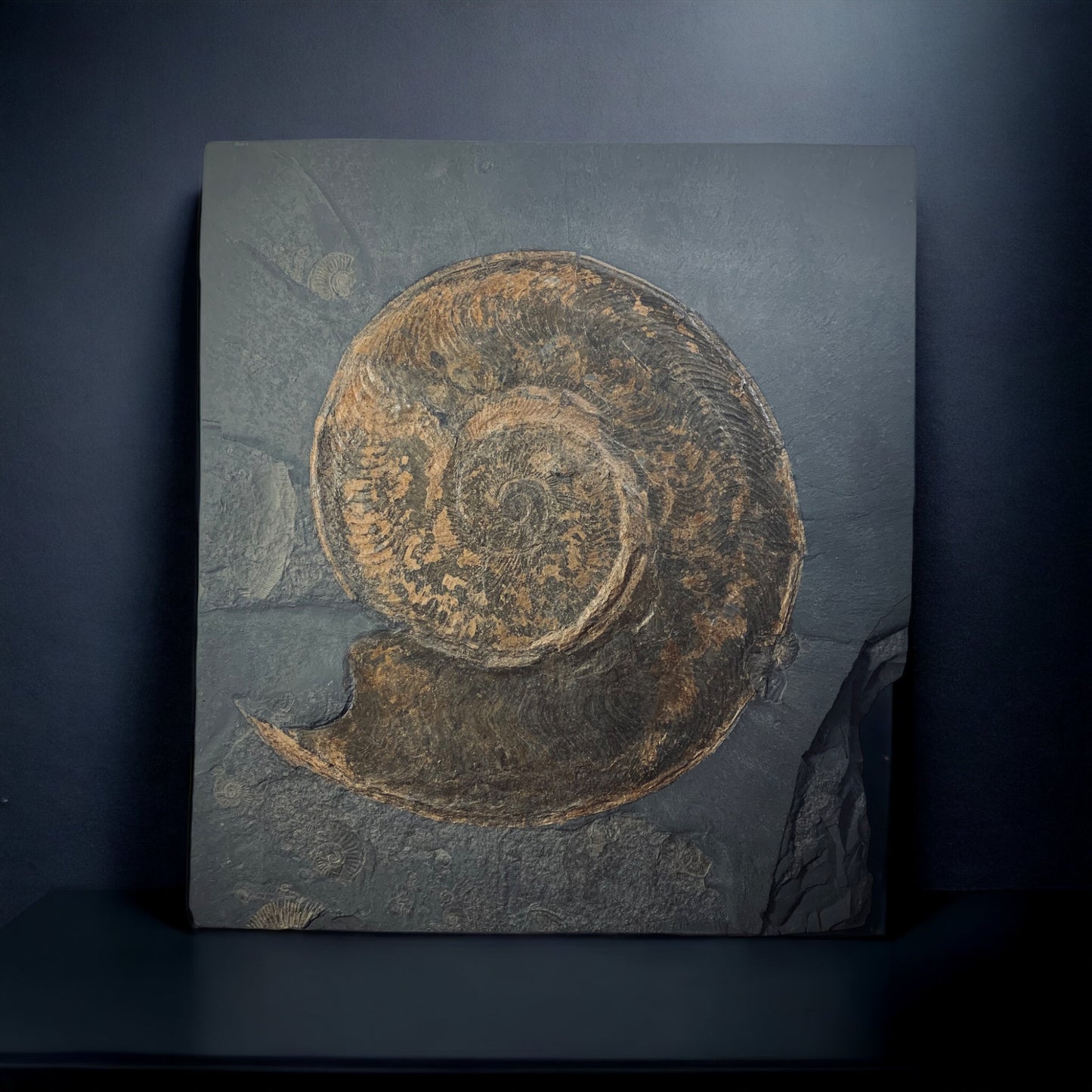 F314 | RARO | Ammonite | Harpoceras falcifer