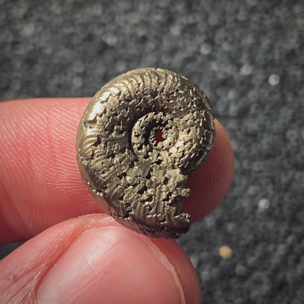 F224 | Ammonite | Hildoceratidae indet.