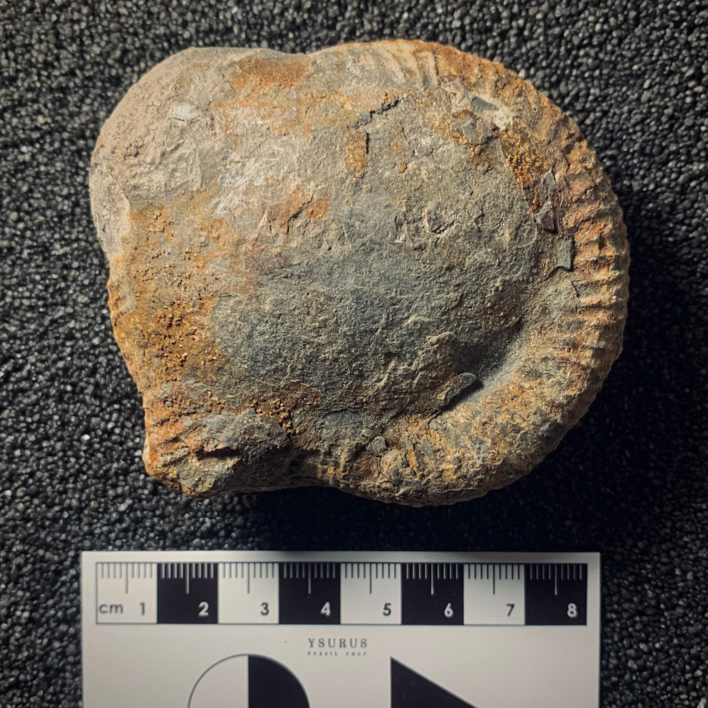 FNP8 | Fossile da preparare | Ammonite | Dactylioceras commune