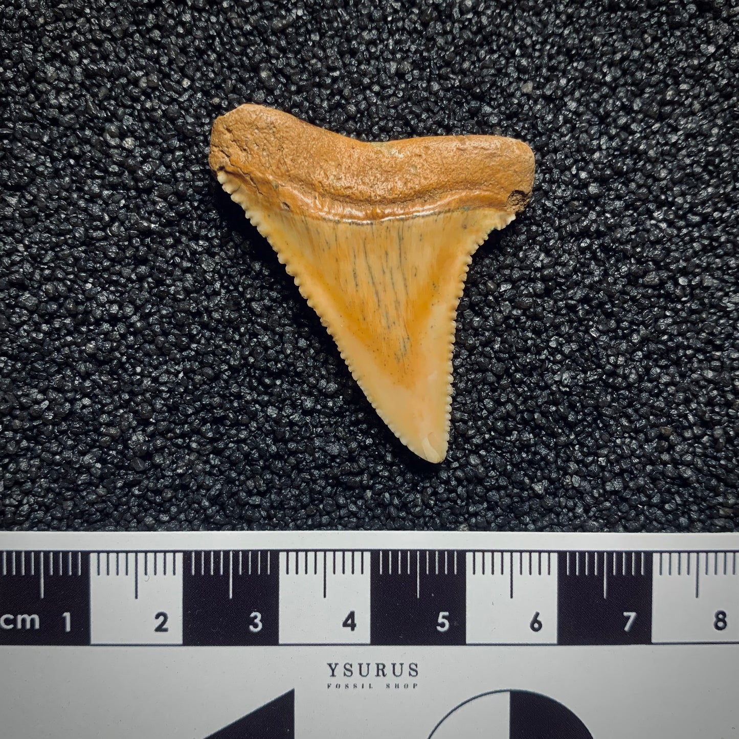 F254 | Squalo | Carcharodon carcharias