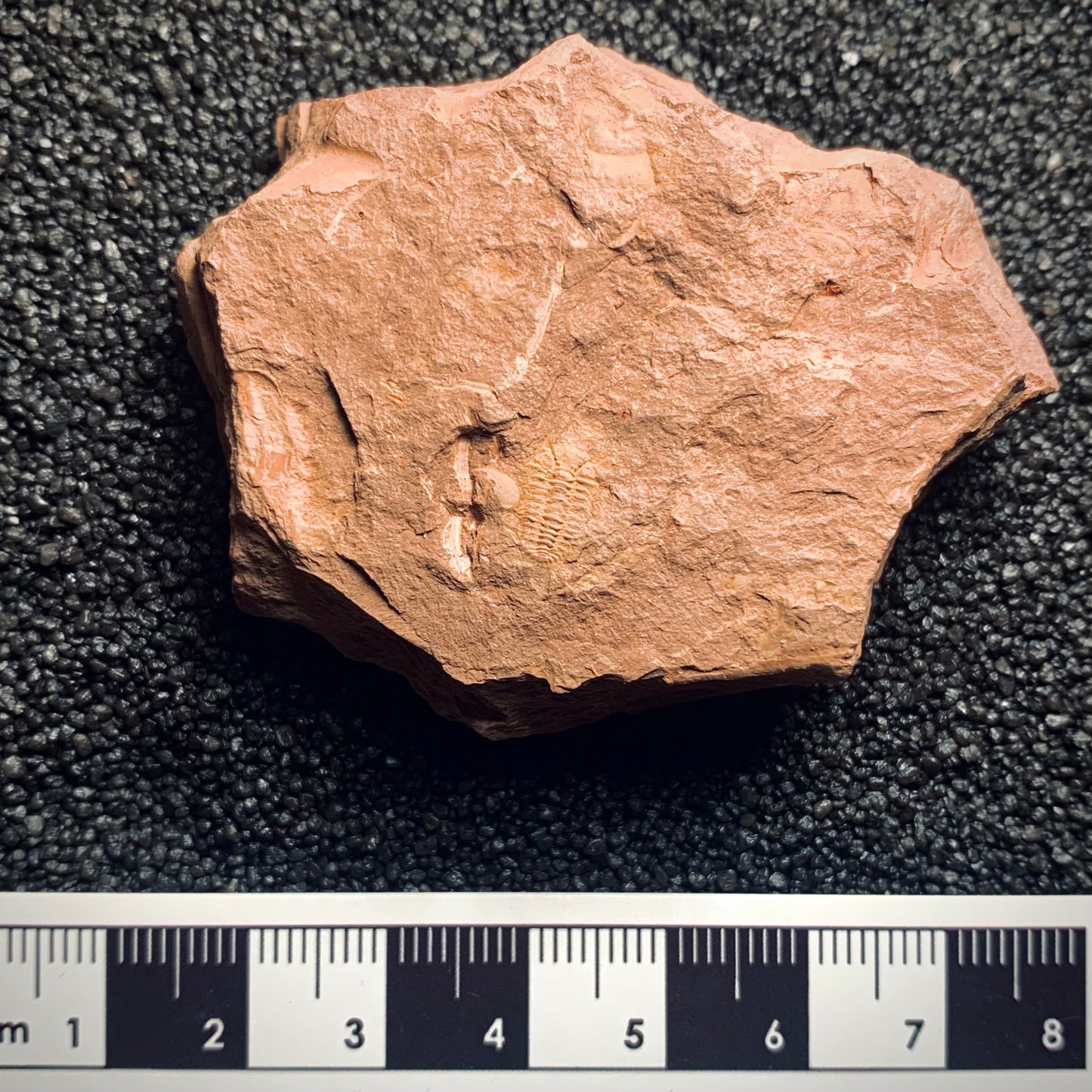 F253 | Trilobite | Pliomera sp.