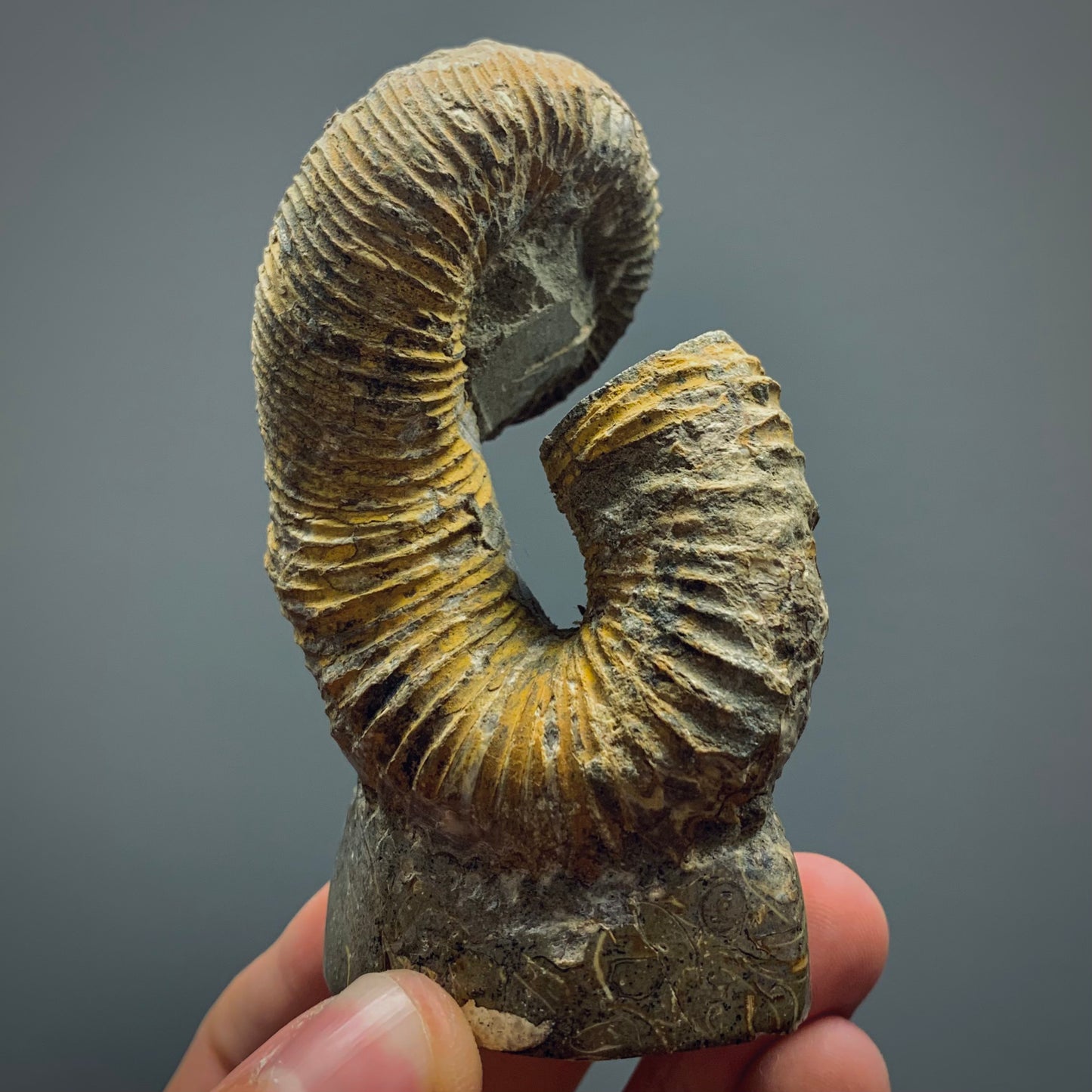 F269 | Ammonite eteromorfa | Nostoceras malagasyense