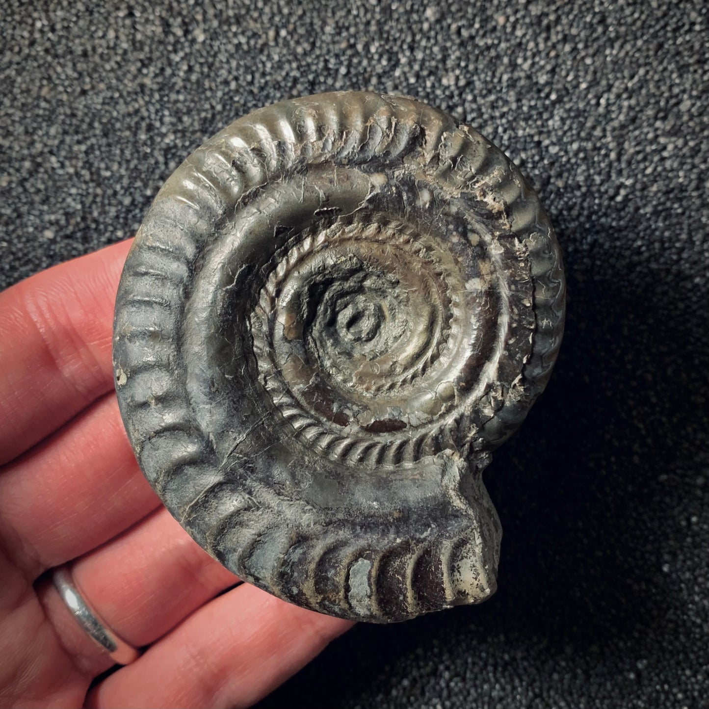 F285 | Ammonite | Hildoceras sp.