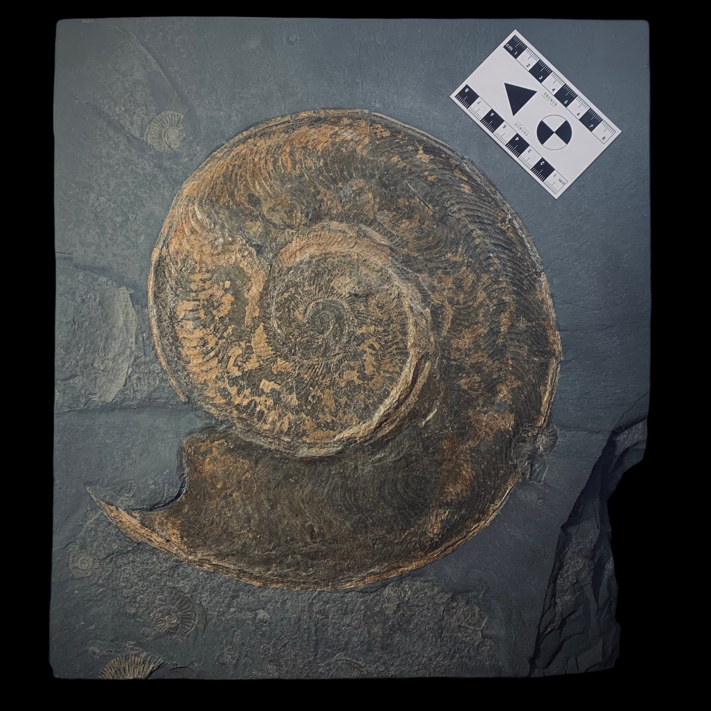 F314 | RARO | Ammonite | Harpoceras falcifer
