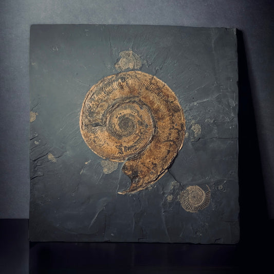 F313 | Ammonite | Harpoceras falcifer