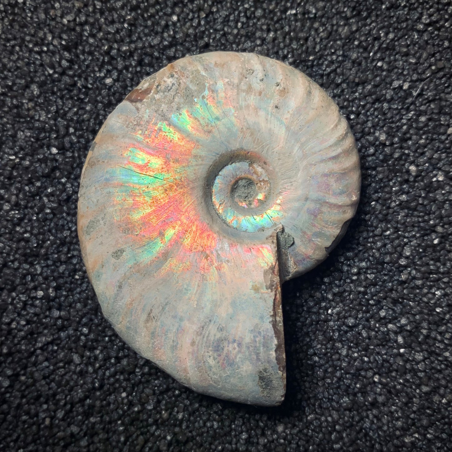 F249 | Ammonite | Cleoniceras sp.