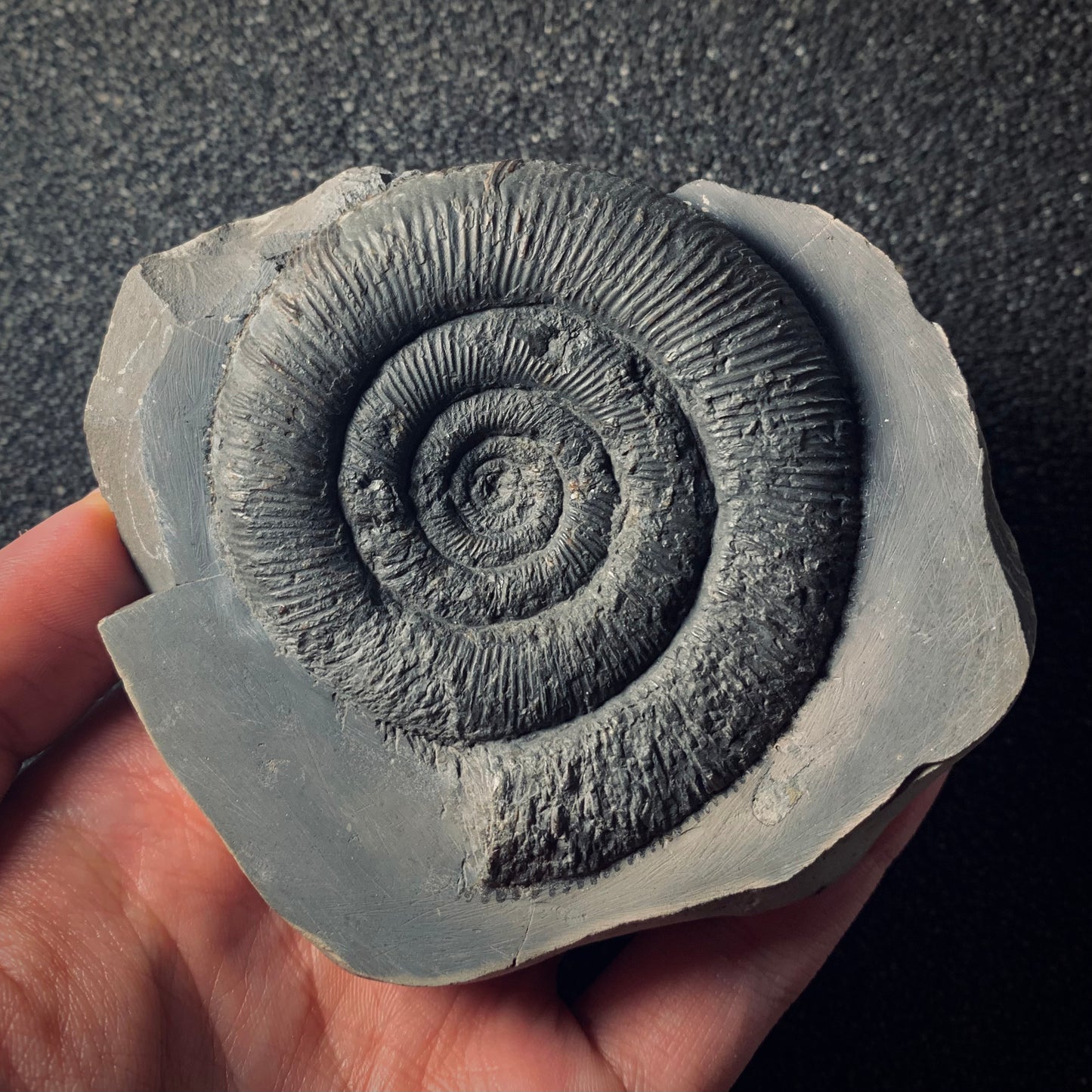 F279 | Ammonite | Dactylioceras tenuicostatum