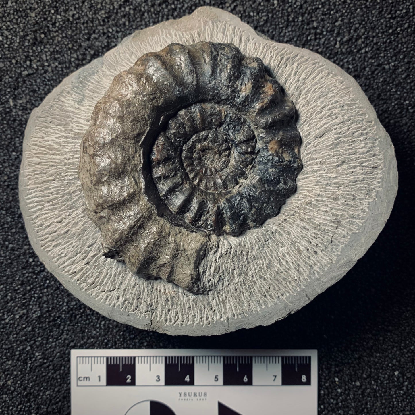 F286 | Ammonite | Androgynoceras sp.