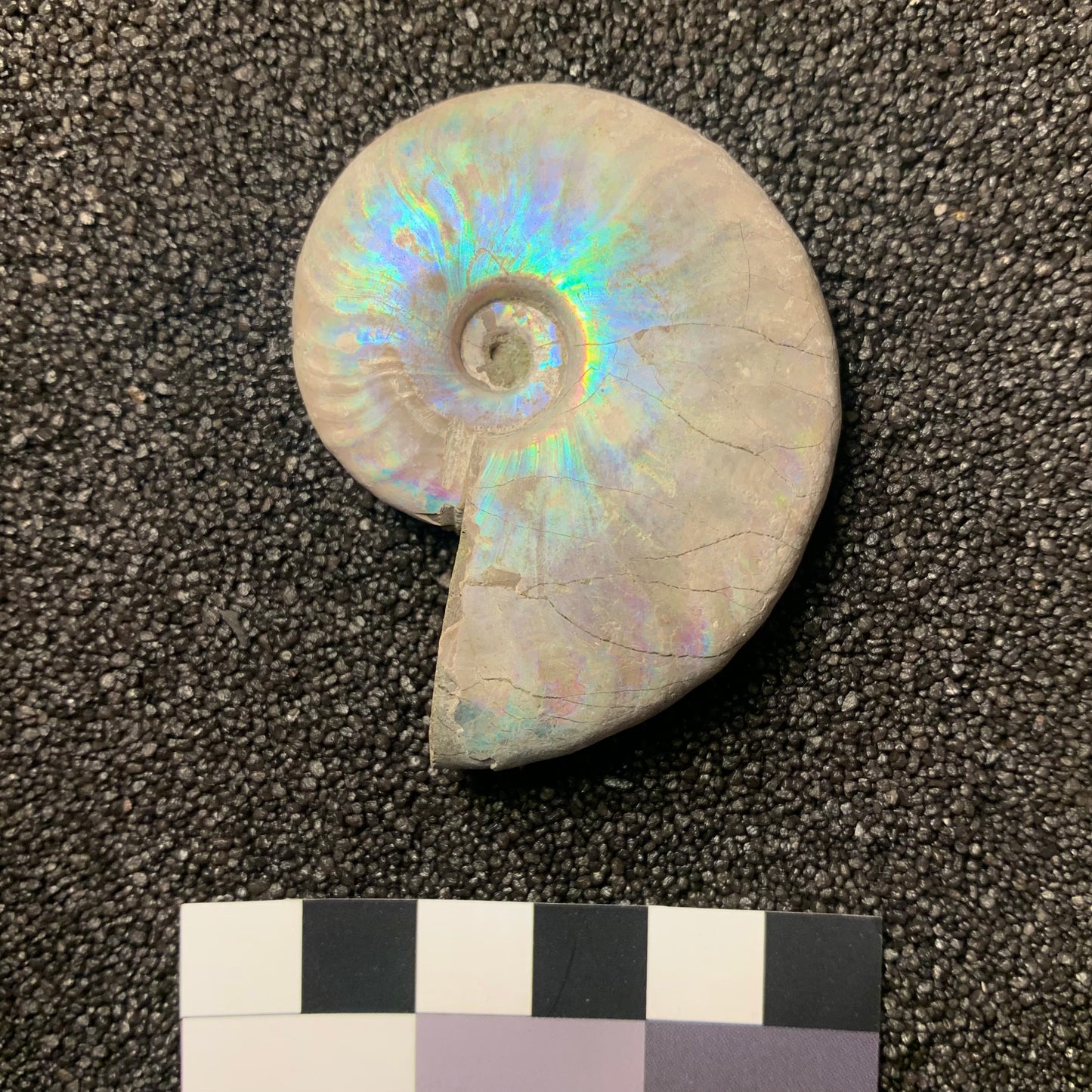 F217 | Ammonite | Cleoniceras sp.