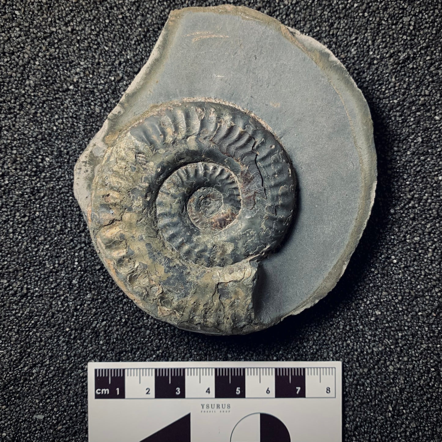 F284 | Ammonite | Hildoceras sp.