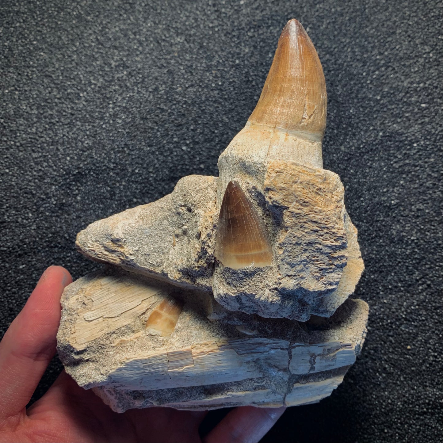 F258 | Mosasauro | Prognathodon sp.