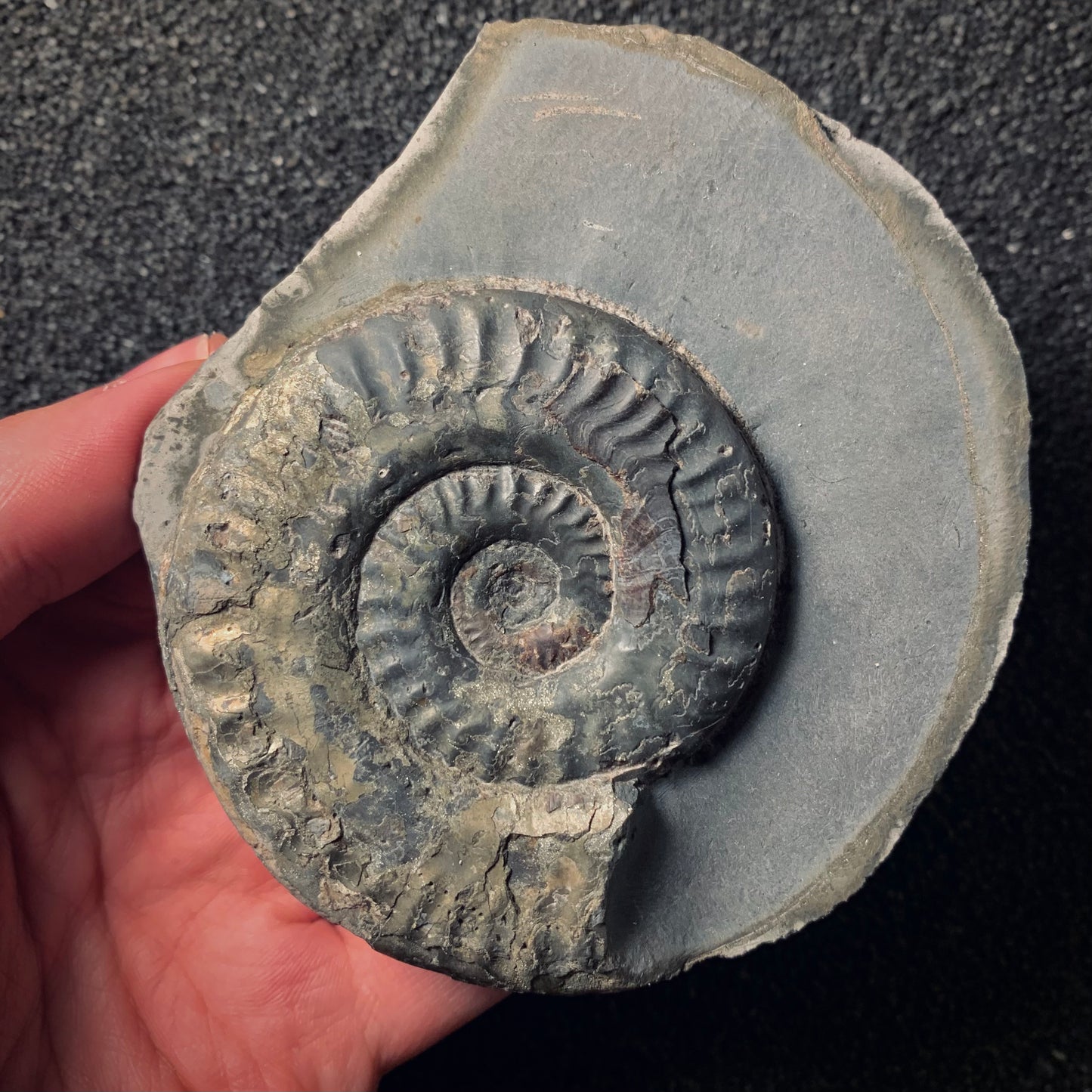 F284 | Ammonite | Hildoceras sp.