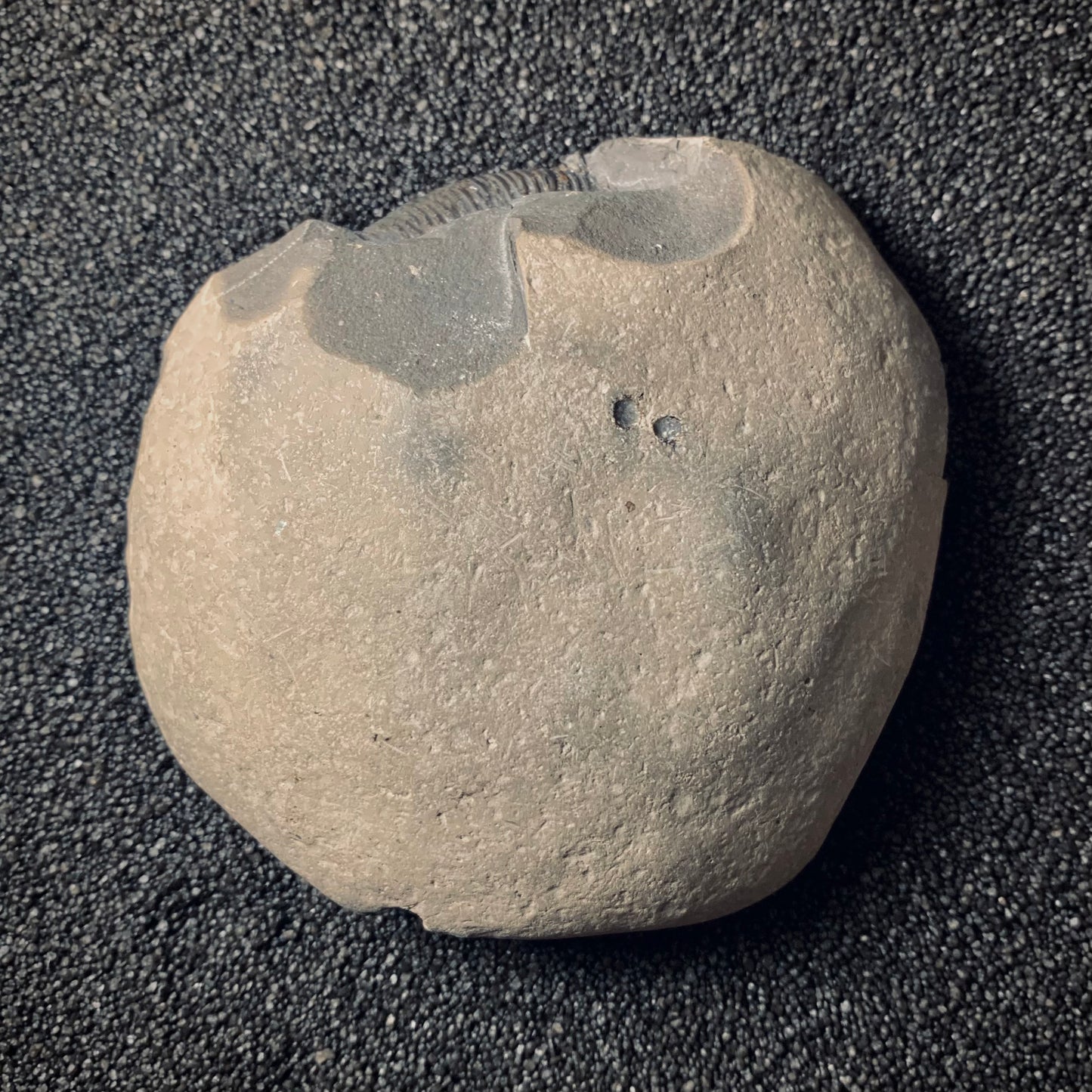 F279 | Ammonite | Dactylioceras tenuicostatum